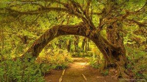 The Hoh Rainforest in Olympic National Park, Washington state