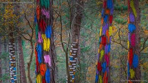 The ‘Living Forest’ in the Oma Valley of Biscay, Spain