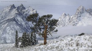 The Old Patriarch Tree of Grand Teton National Park, Wyoming