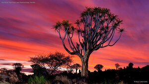 The Quiver Tree Forest near Keetmanshoop, Namibia