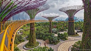 The Supertree Grove in Singapore's Gardens by the Bay