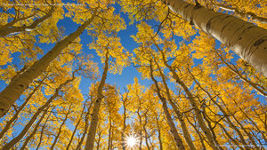 The aspen canopy along the Last Dollar Road near Telluride, Colorado