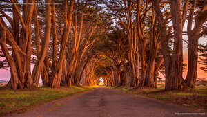 The cypress tunnel at Point Reyes National Seashore in California