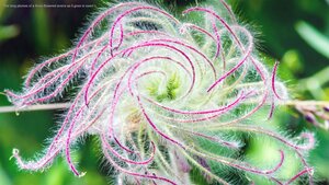 The long plumes of a three-flowered avens as it goes to seed