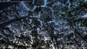 The tree canopy in the Tambopata National Reserve of the Peruvian Amazon