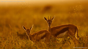 Madre y gazapillo de gacela de Thomson, Maasai Mara, Kenia