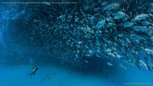 Thousands of jack fish swimming together at Cabo Pulmo National Park, Sea of Cortez, Baja California, Mexico