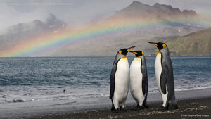 Three king penguins on the shore of St. Andrew's Bay, South Georgia Island