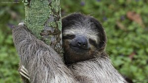 Three-toed sloth, Costa Rica