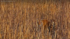 Tiger camouflaged in tall grass, Assam, India