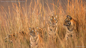 Tigresses of Telia Lake in Tadoba Andhari Tiger Reserve, India