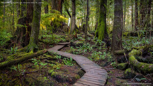 Wooden path to Kennedy Lake, Vancouver Island, BC, Canada