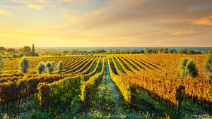Bolgheri, frazione di Castagneto Carducci, Livorno, Maremma, Toscana