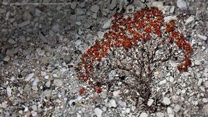 Trailing azalea growing on a scree slope in Rondane National Park, Norway