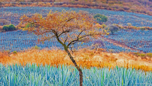 Tree in blue agave field in the tequila-producing region near Atotonilco el Alto, Jalisco, Mexico