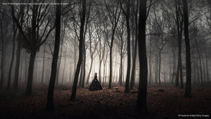 Trees in Wychwood Forest near Chipping Norton, Oxfordshire, England