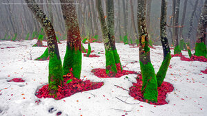 Trees on the northern slope of Mount Khomyak in the Carpathian Mountains, Ukraine