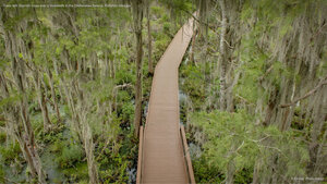 Trees with Spanish moss over a boardwalk in the Okefenokee Swamp, Folkston, Georgia