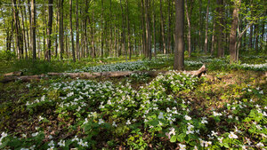 White trilliums blooming in Ontario, Canada