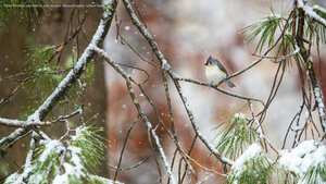 Tufted titmouse perched on pine boughs, Massachusetts, United States