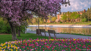 Tulips and cherry blossoms at the Rideau Canal, Ottawa, Ontario
