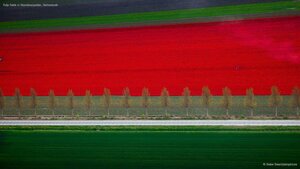 Tulip fields in Noordoostpolder, Netherlands