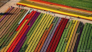 Tulip fields in bloom at Mount Vernon, Washington
