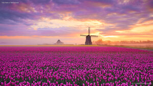 Tulip fields in Netherlands
