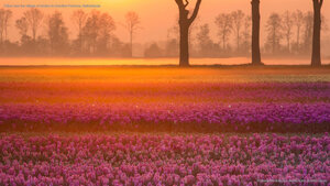Tulips near the village of Grolloo in Drenthe Province, Netherlands