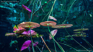 Water lilies at Grand Cenote, Tulum, Mexico