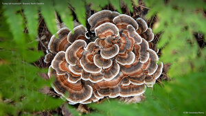 Turkey tail mushroom, Brevard, North Carolina