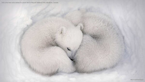 Twin polar bear cubs asleep in a snow den in Wapusk National Park, Manitoba, Canada