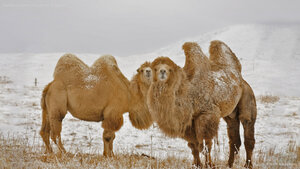 Two Bactrian camels in Kazakhstan for Twosday