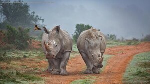 Two rhinos and an oxpecker bird in the Amakhala Game Reserve, South Africa