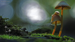 Two snails atop a mushroom