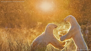 Two young male polar bears, Churchill, Manitoba, Canada