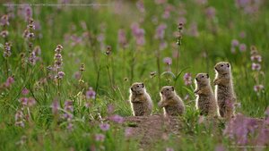 Uinta ground squirrels at Tower Fall Campground in Yellowstone National Park, Wyoming