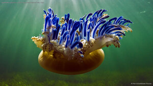 Upside-down jellyfish in Jardines de la Reina National Park, Cuba