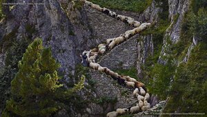Valais Blacknose sheep in Valais, Switzerland