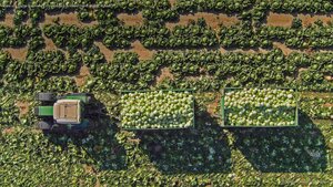 View of a tractor and trailers of cabbage in a field in Sankt Pölten, Austria