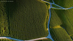 Vineyard near Pully, Vaud, Switzerland