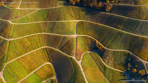 Aerial view of vineyards, Varnhalt, Black Forest, Germany