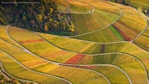 Vineyards at Rotenberg in Baden-Württemberg, Germany