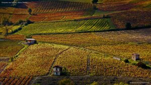Vineyards near Beaujeu, Rhône, France