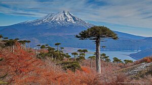Volcano Llaima with Araucaria trees in the foreground, Conguillío National Park, Chile