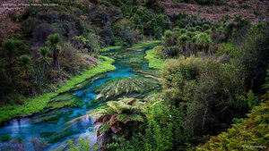 Blue Spring, Te Waihou Walkway, New Zealand