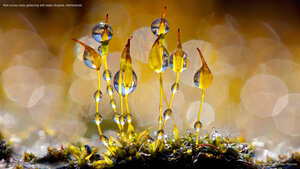 Wall screw-moss glistening with water droplets, Netherlands