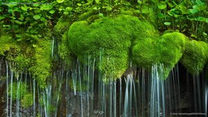 Waterfall and moss, Shenandoah National Park, Virginia