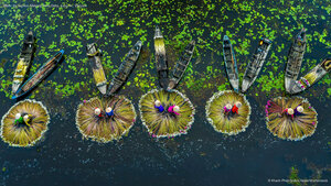 Water lily harvest, Mekong River Delta, Long An, Vietnam