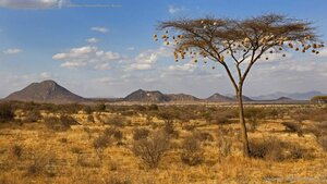 Weaverbird nests hanging from acacia tree in Samburu National Reserve, Kenya